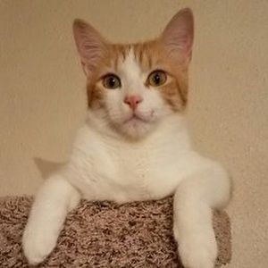 Meet your Posher, Holly fair